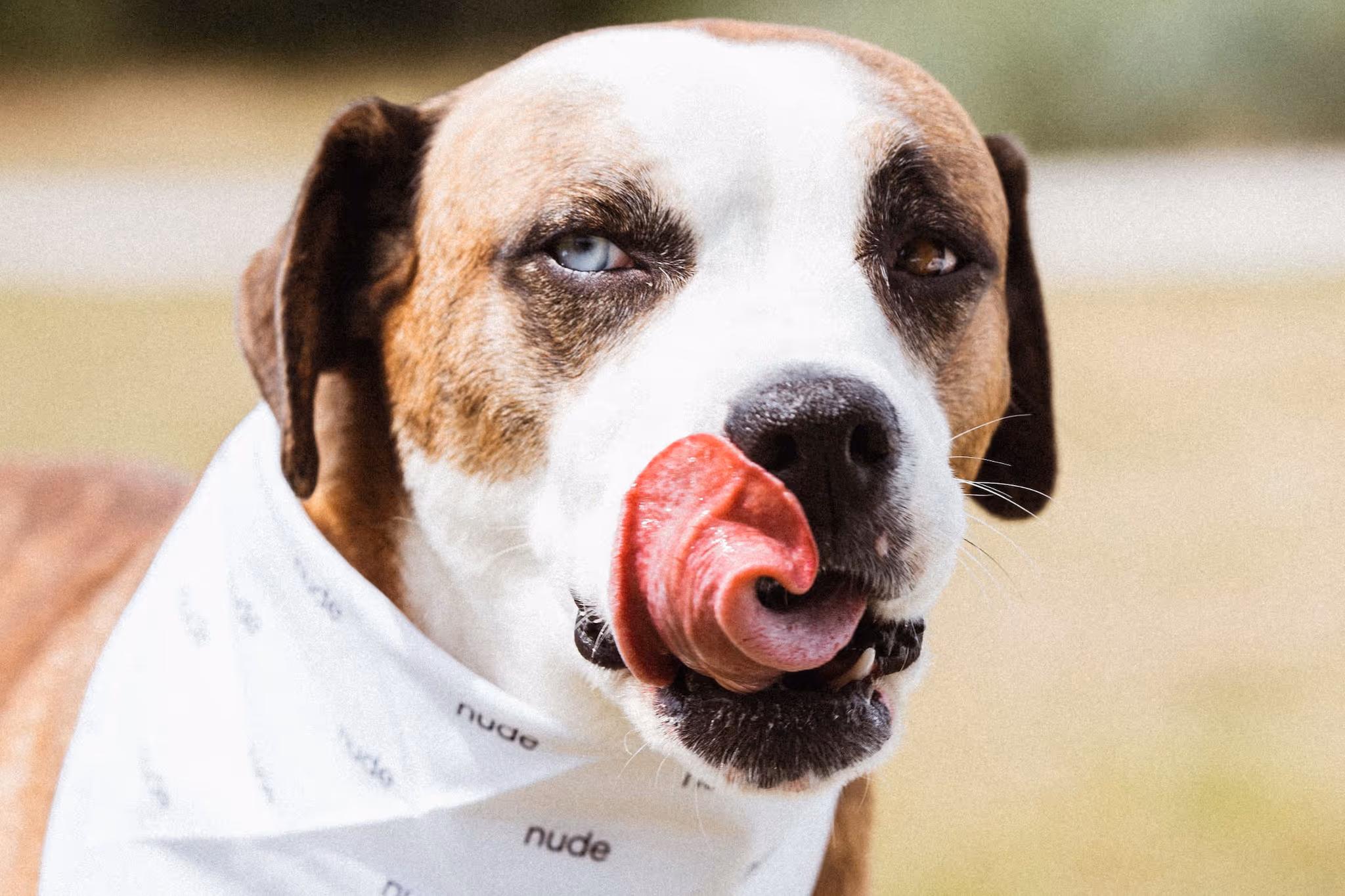 五月份多走几步可以支持加拿大动物救援