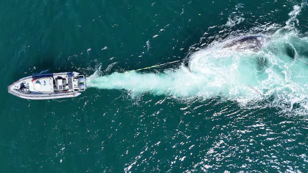 ‘We're really worried’: 4 grey whales found dead off B.C. coast in 10 days