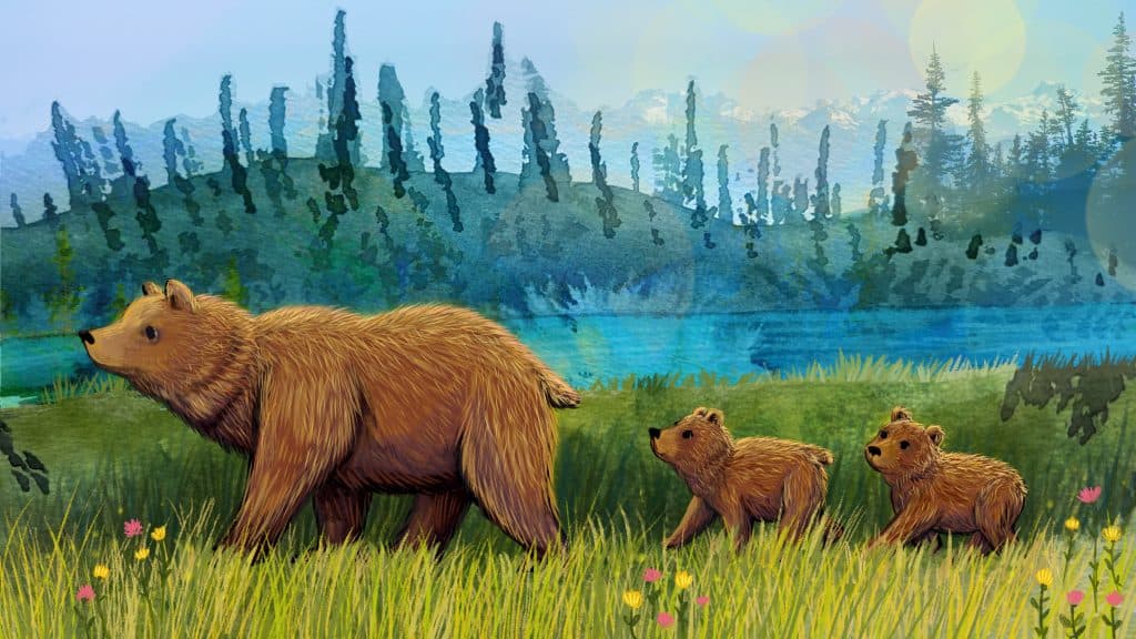 Can one of the most endangered grizzly bear populations on the continent be brought back?