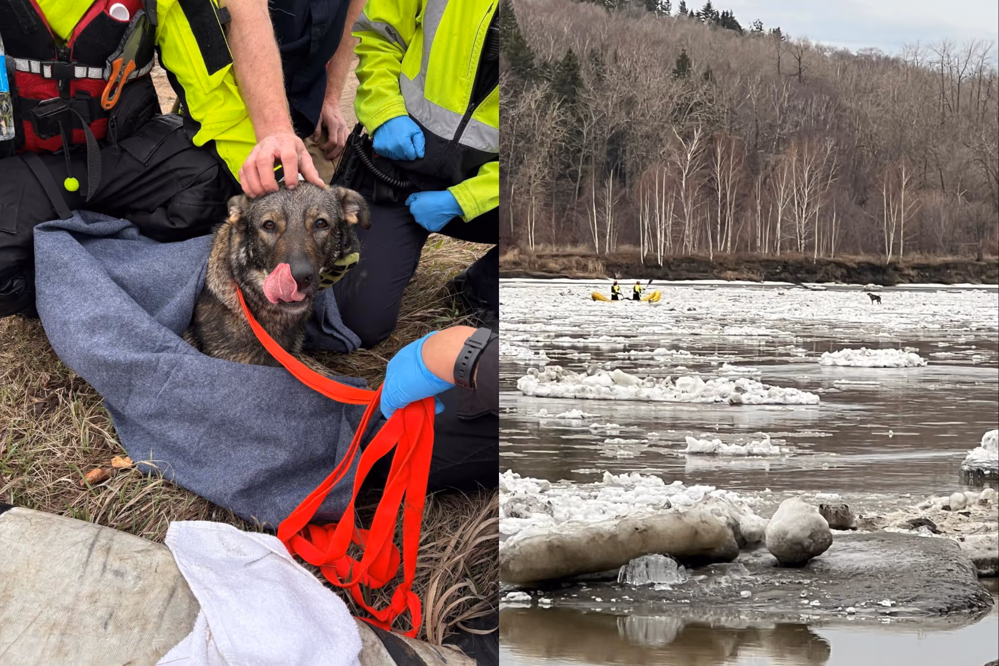 北萨斯喀彻温河冰上漂流的狗被救援