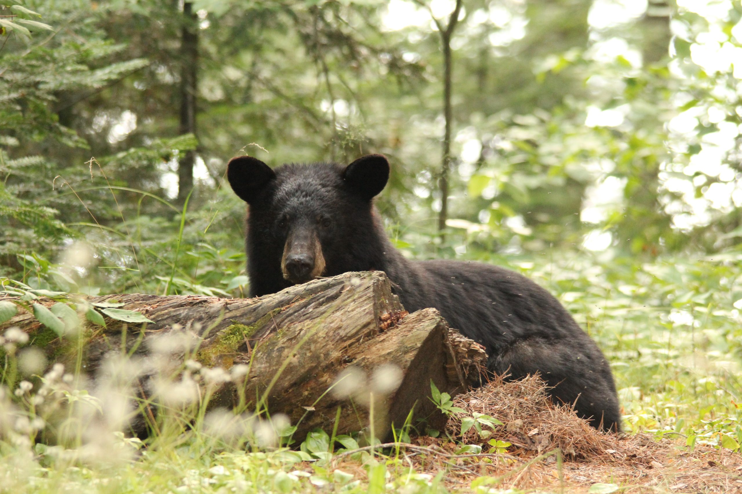 It’s May – what are Black Bears up to?