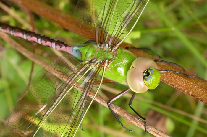 The fascinating world of dragonflies and their importance to ecosystems