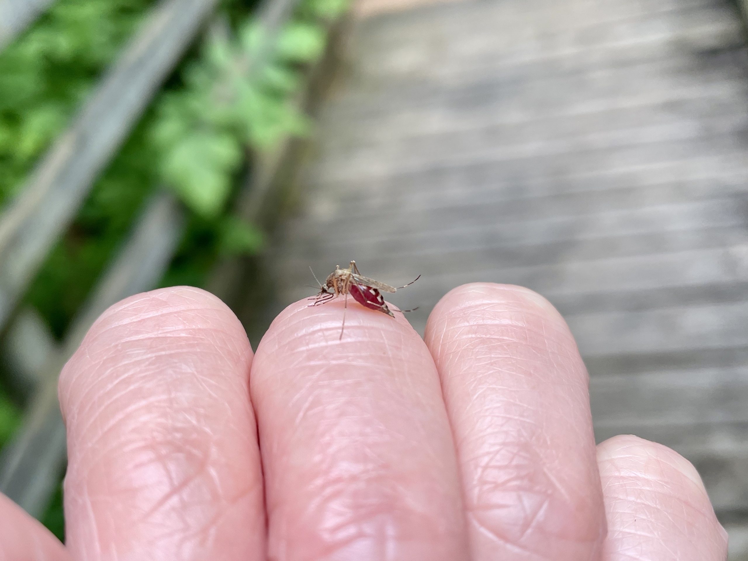 I saved a mosquito today!