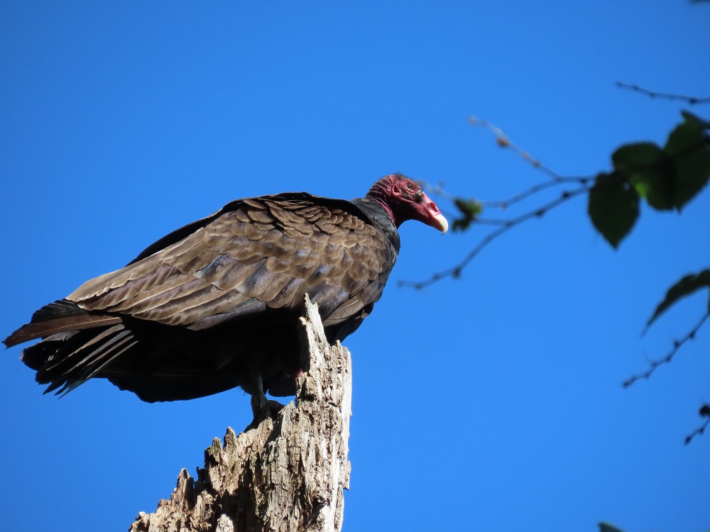 Turkey Vultures: the ultimate spring bird