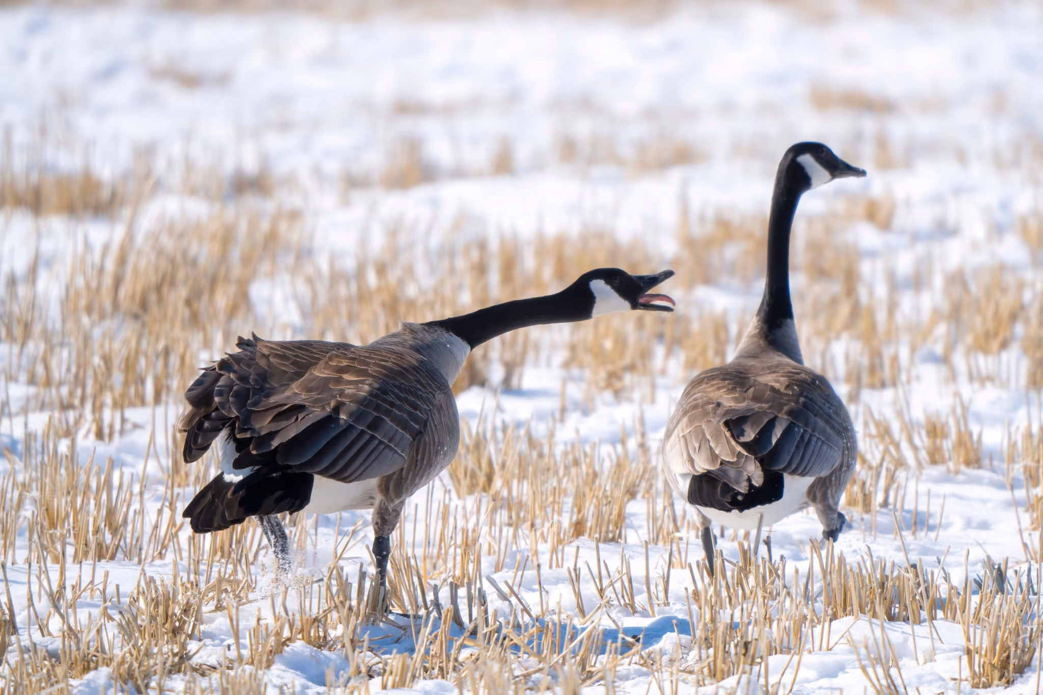The May forecast for Alberta is out and 'be prepared for everything'