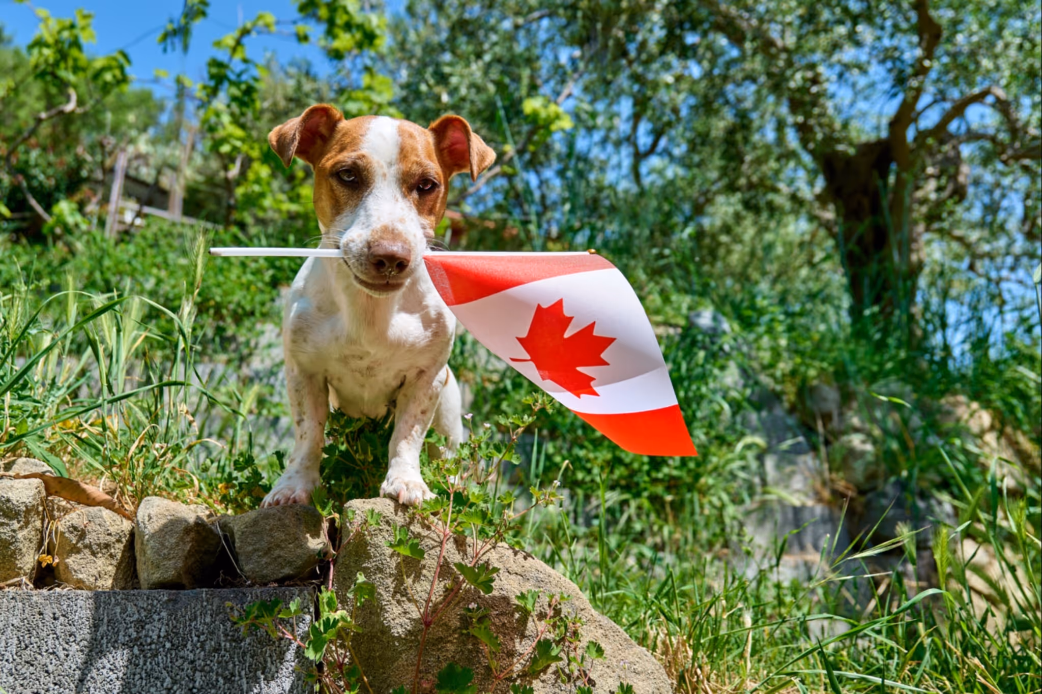 An easy roundup of Canada Day 2026 events in and around Calgary