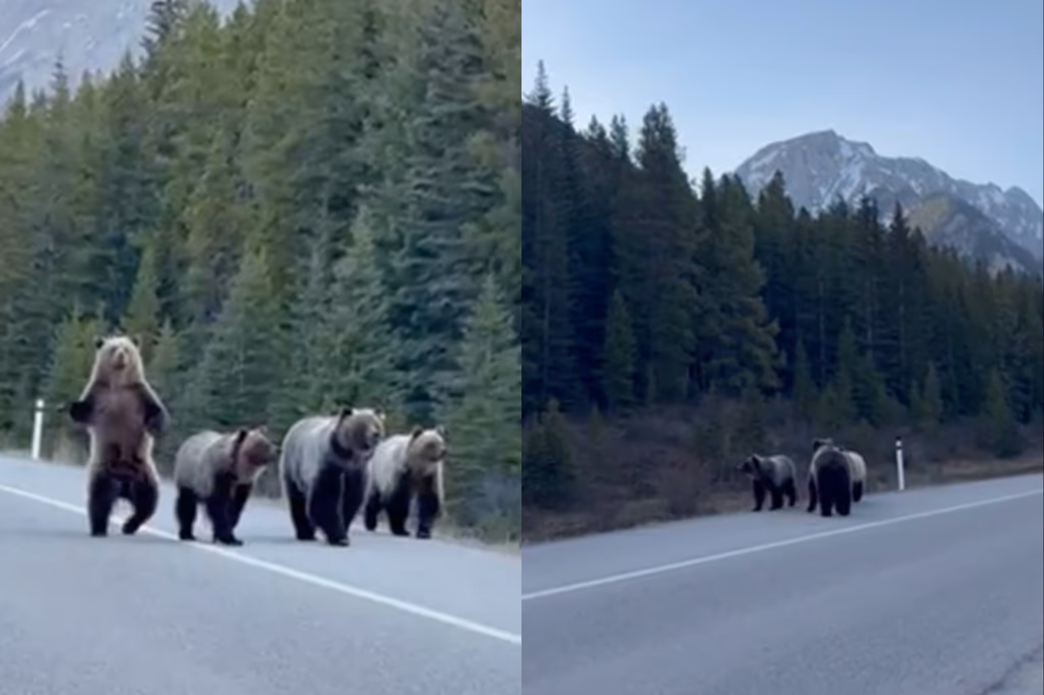 Four grizzly bears captured on video strolling along Kananaskis road