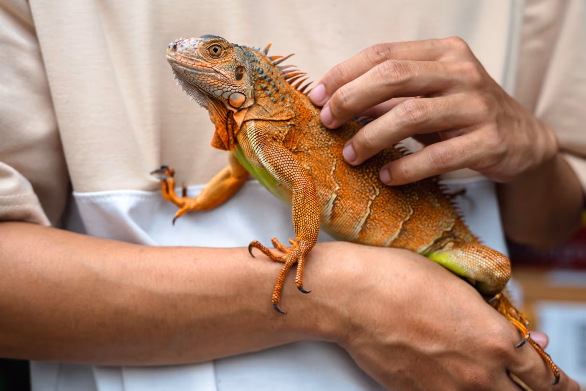 See tons of reptiles at this expo just outside of Edmonton