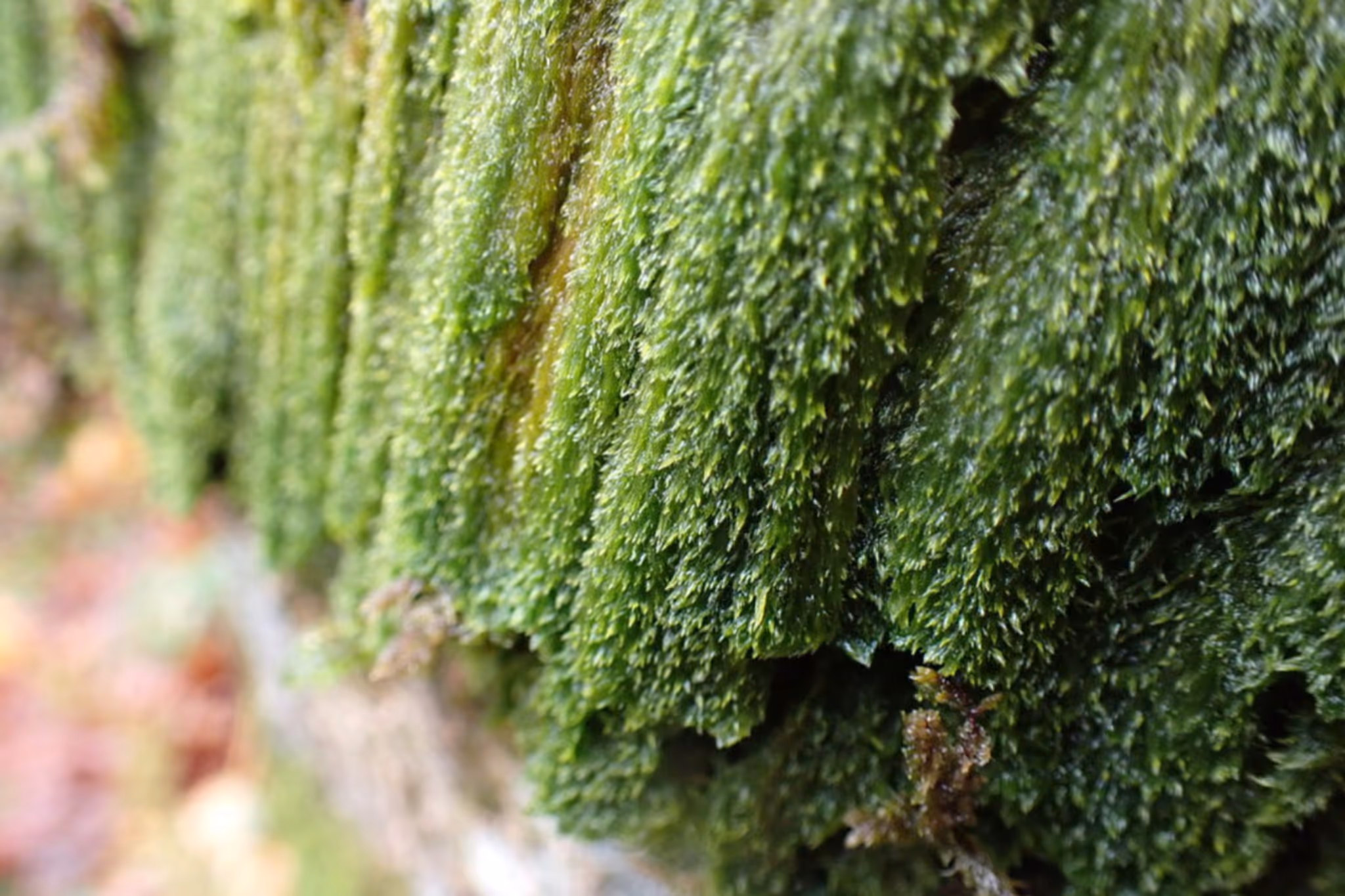 How a 'fascinating' moss got a B.C. municipality's river globally recognized