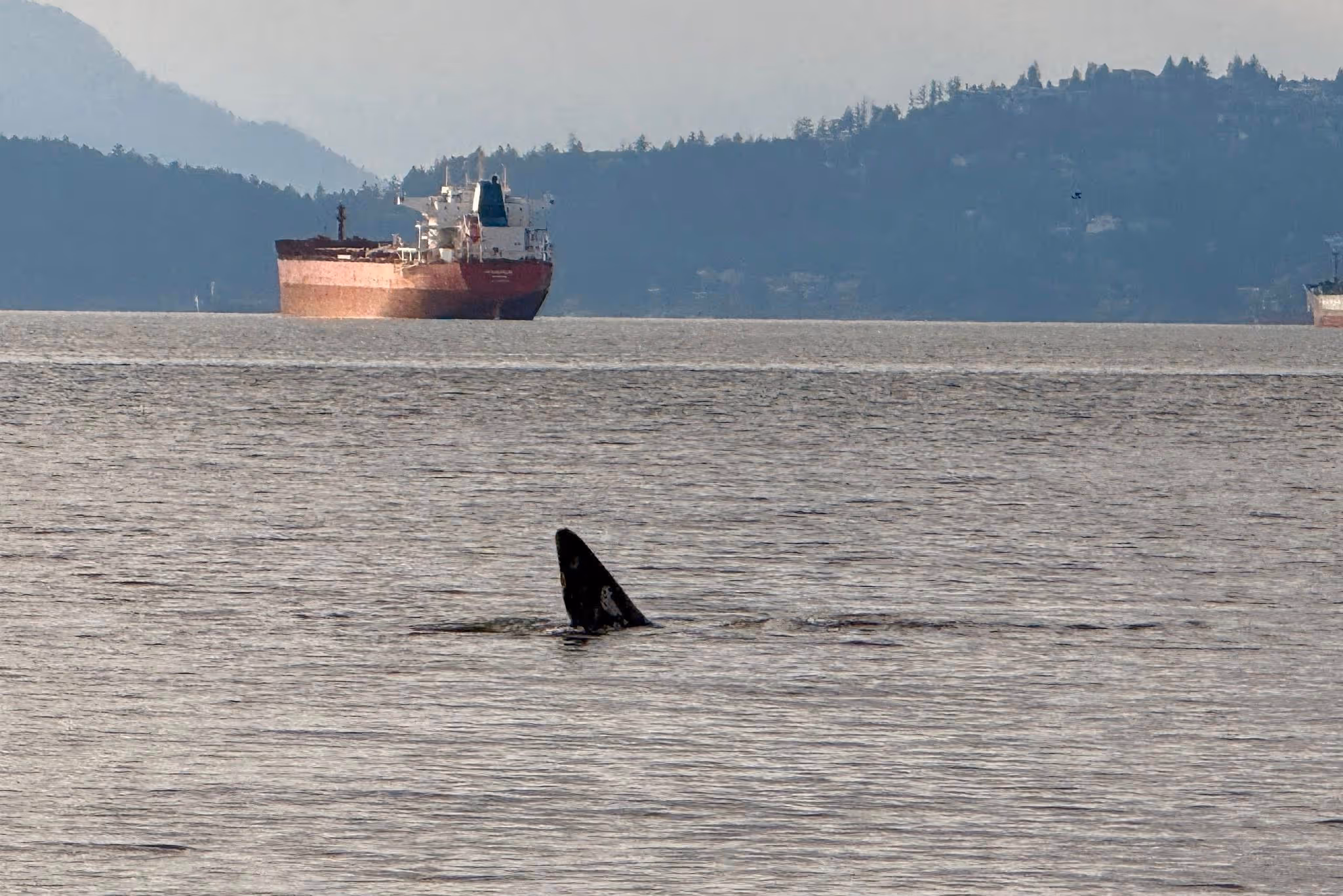 'Beautiful' grey whale spotted in several popular Vancouver spots