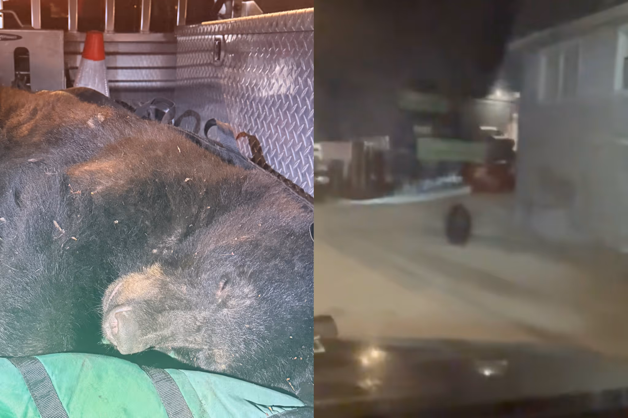 Vancouver police track down unusual furry suspect near Commercial Drive