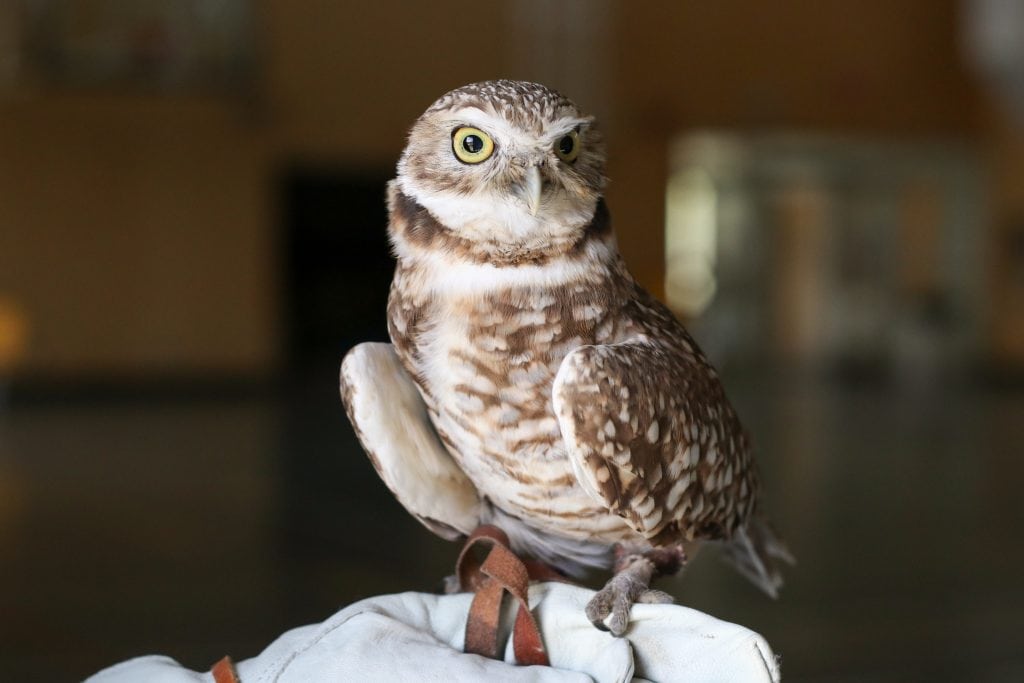 On the brink of disappearing, burrowing owls are recovering in B.C. — with a little help