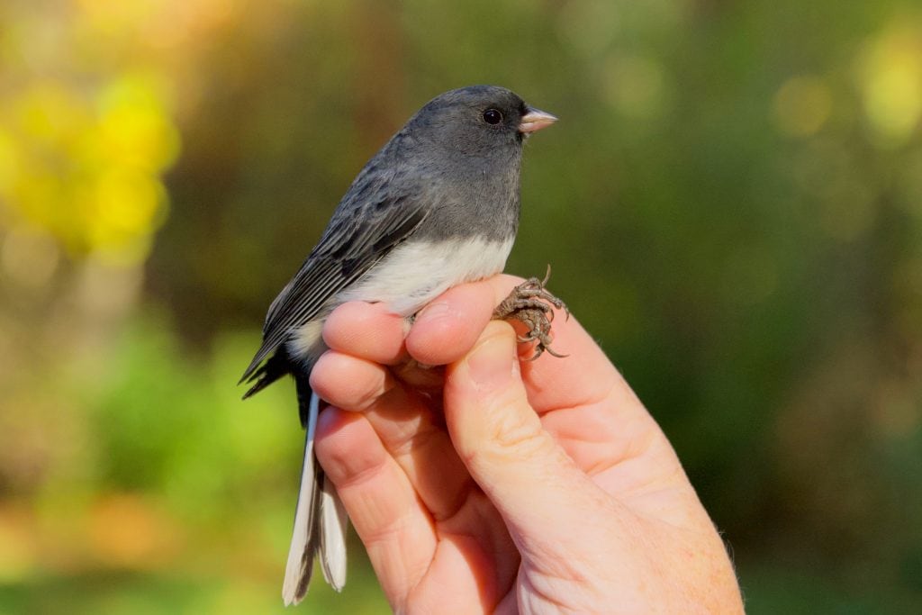 A bird in the hand: meet the people preserving the scientific practice of bird banding