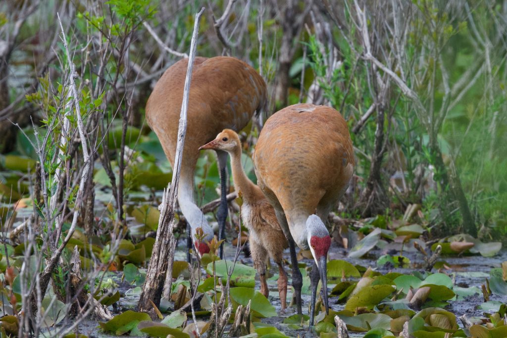Family portraits: parenting tips from the animal kingdom