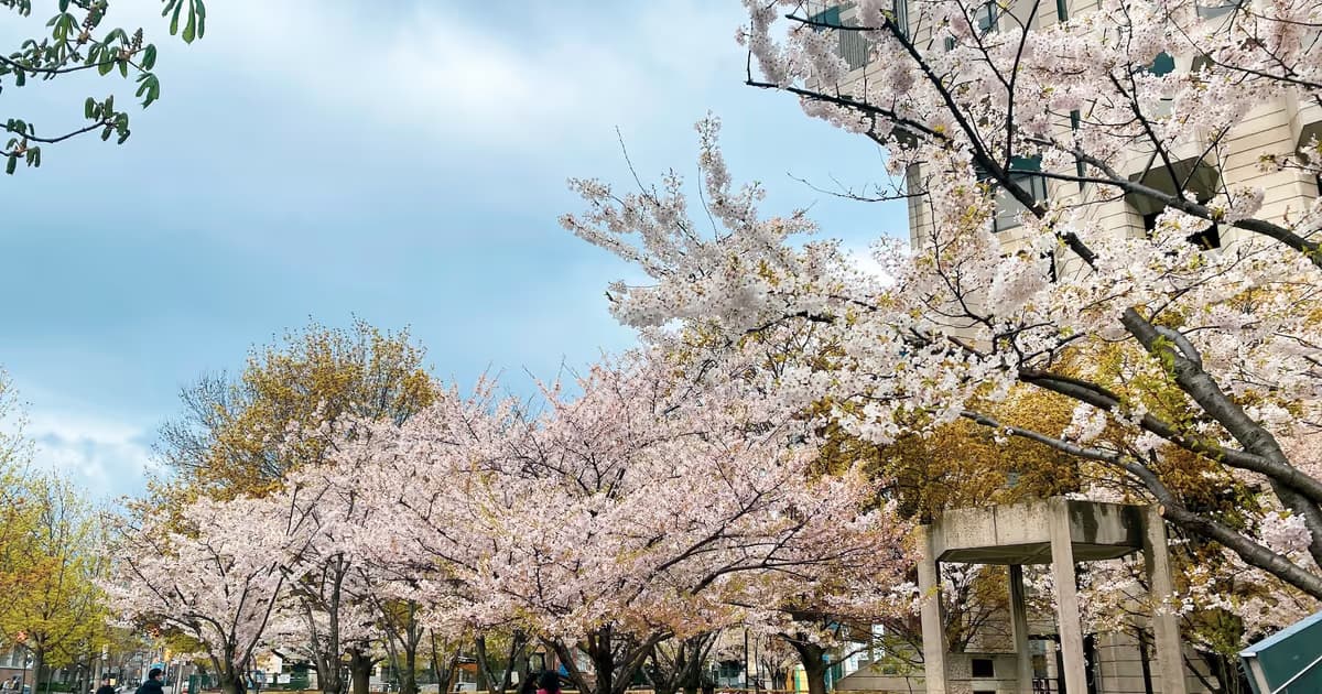 Here's where you can see cherry blossoms in Toronto beyond High Park in 2026