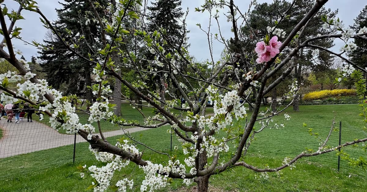 There's another fascinating tree at Toronto's High Park you should know about