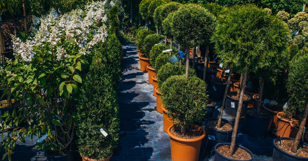 Toronto residents can score free trees at a one-day giveaway this weekend