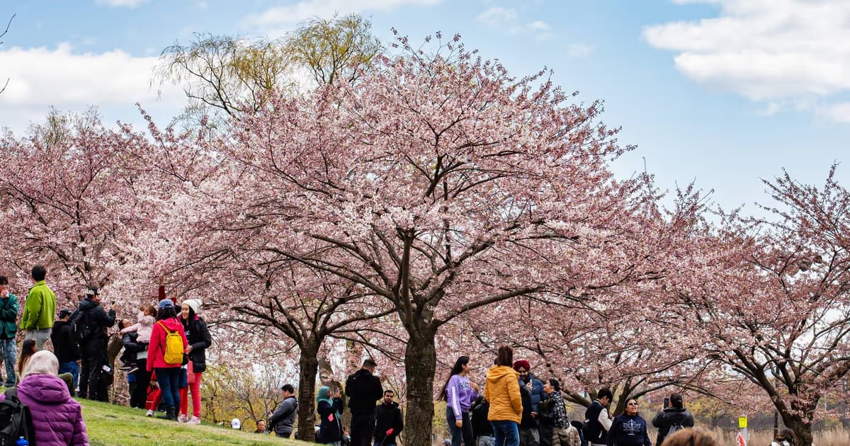 High Park cherry blossoms in Toronto are going to bloom sooner than you think