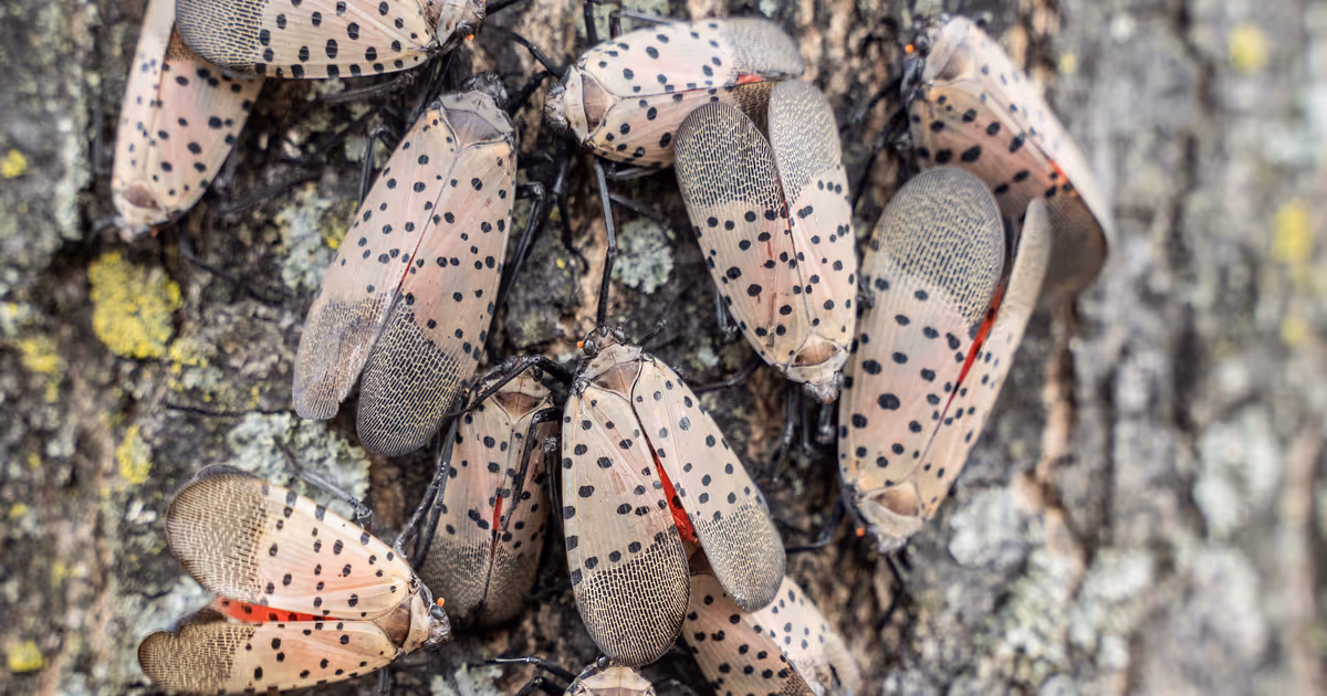 New sighting of invasive insect in Ontario raises concerns about its destructive spread