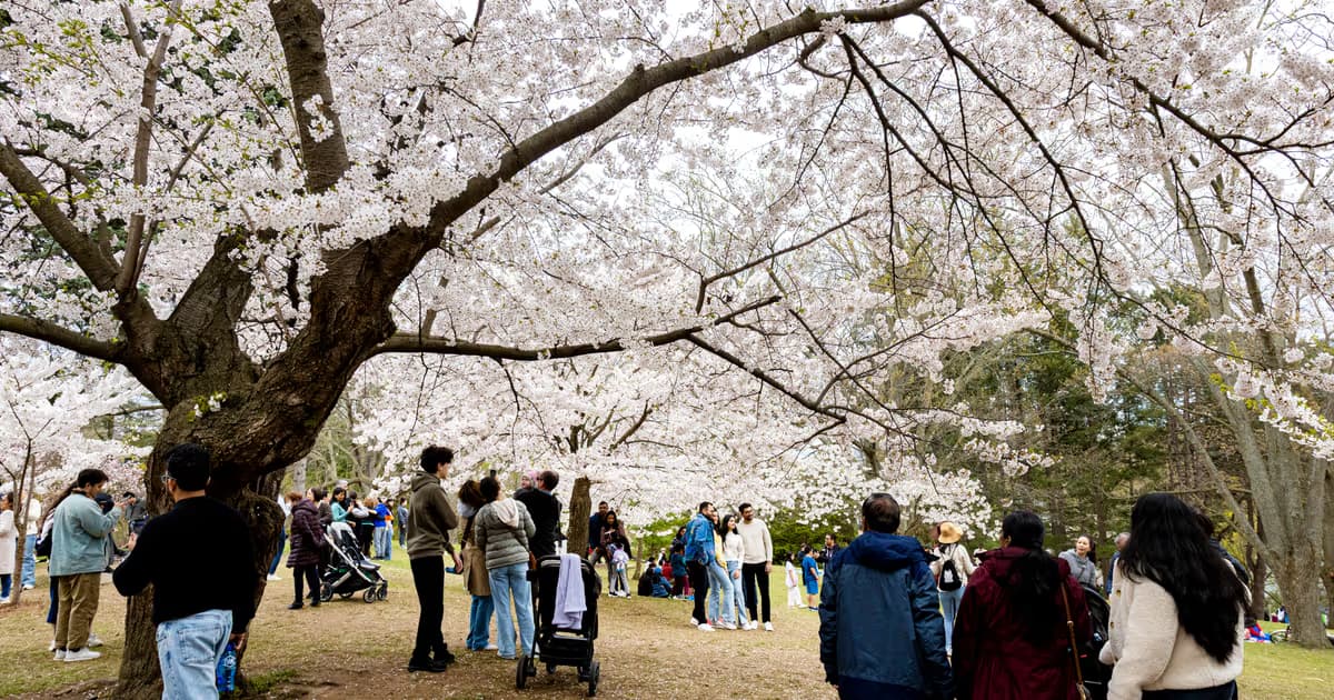 Here's when High Park cherry blossoms will reach peak bloom this year