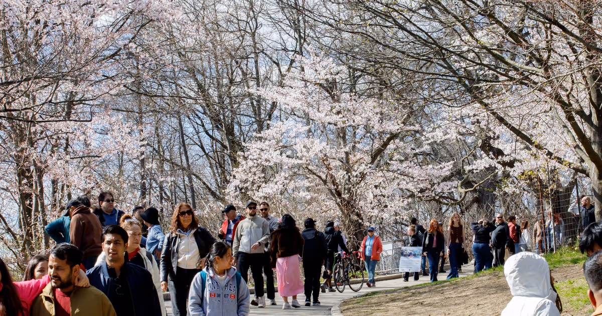Spectacular cherry blossoms draw crowds to High Park in Toronto