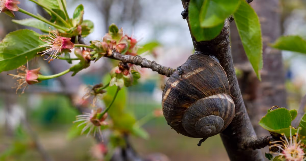 Invasive snail species prowls Ontario looking for mates to stab with 'love dart'