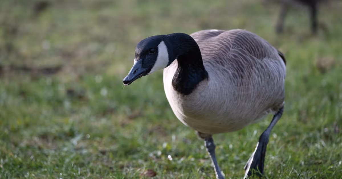 Ontario university had to issue a security alert over 'territorial' goose