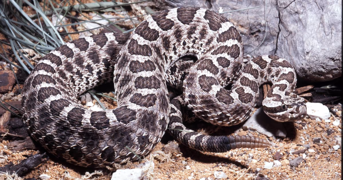 Here's where you're most likely to encounter Ontario's only venomous rattlesnake