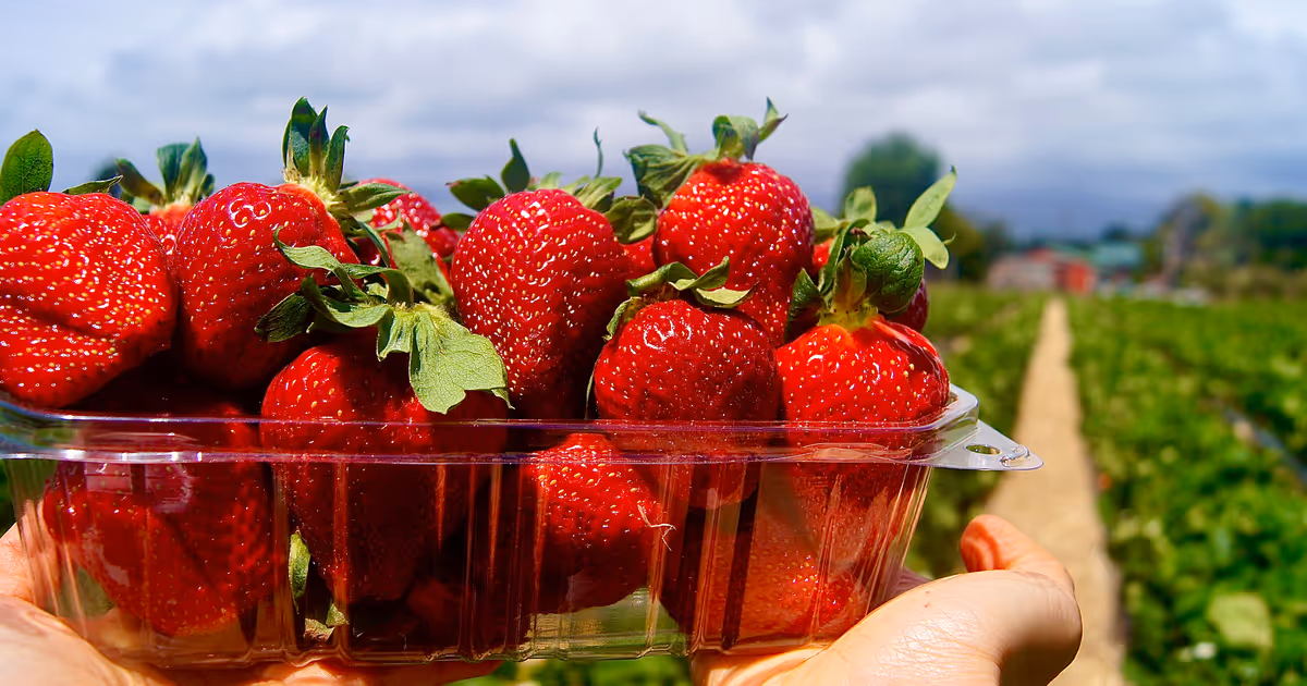 10 farms near Toronto where you can pick your own strawberries