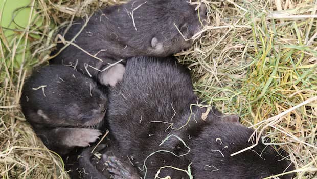Otterly adorable: River otter pups found hidden under Richmond shed