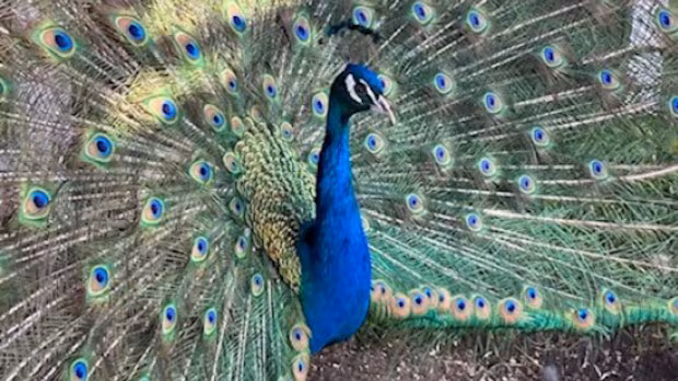 Stolen peacocks safe at home after being discovered in rural Alberta ditch, says RCMP