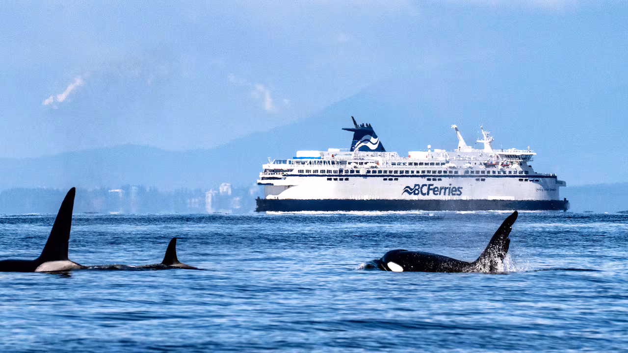 Coastal B.C. waters seeing more whales, more often