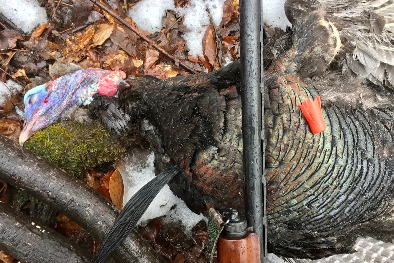 5 run-and-gun tactics for hunting spring turkeys in the deep woods