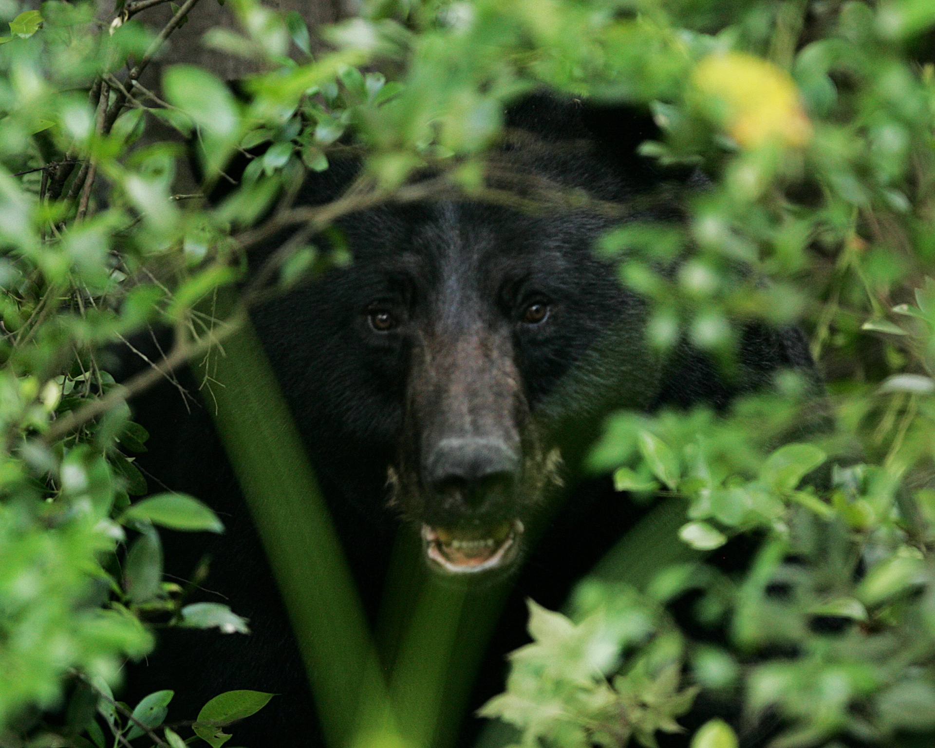 These expert tips will help you field judge black bears