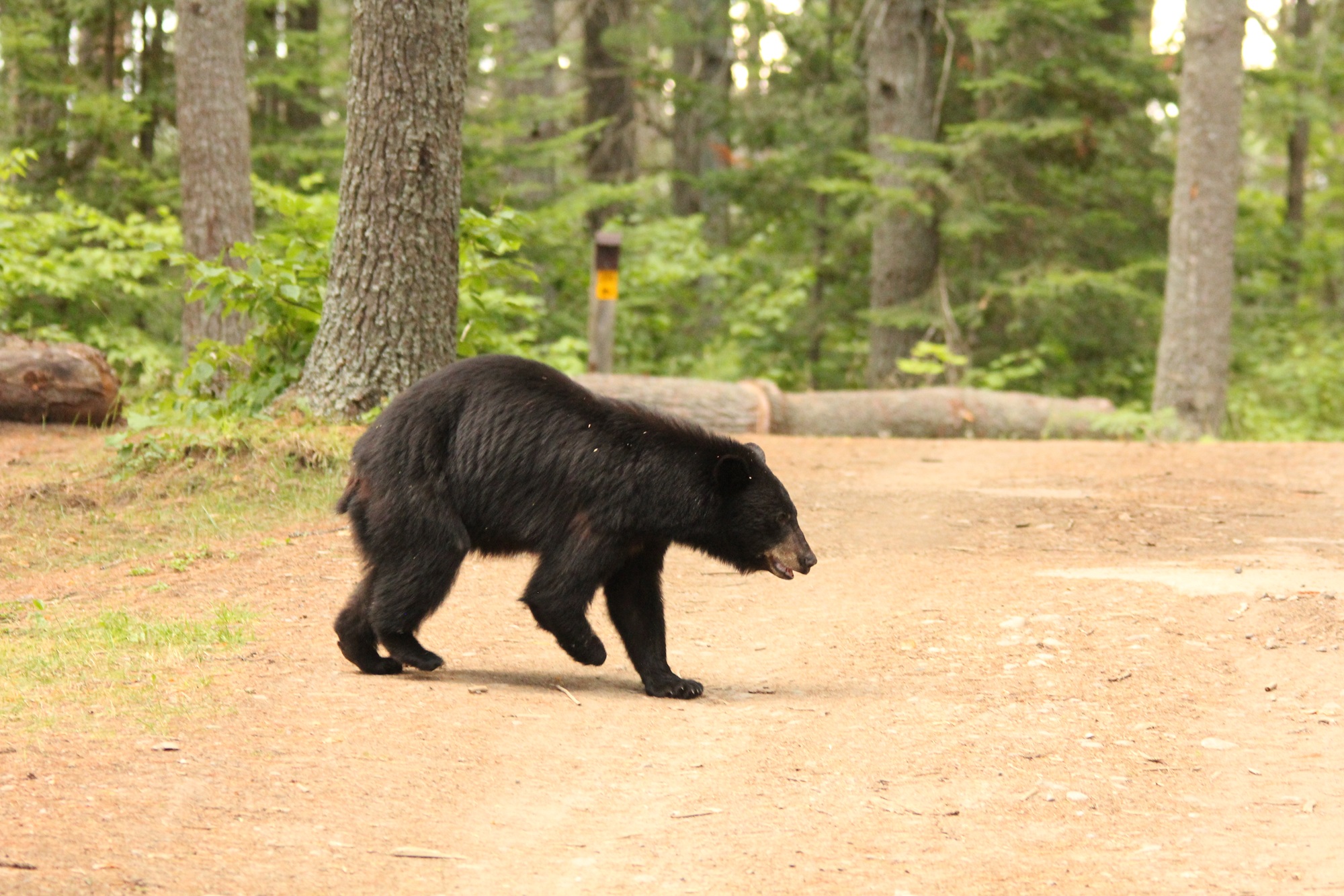 It’s June – what are Black Bears up to?