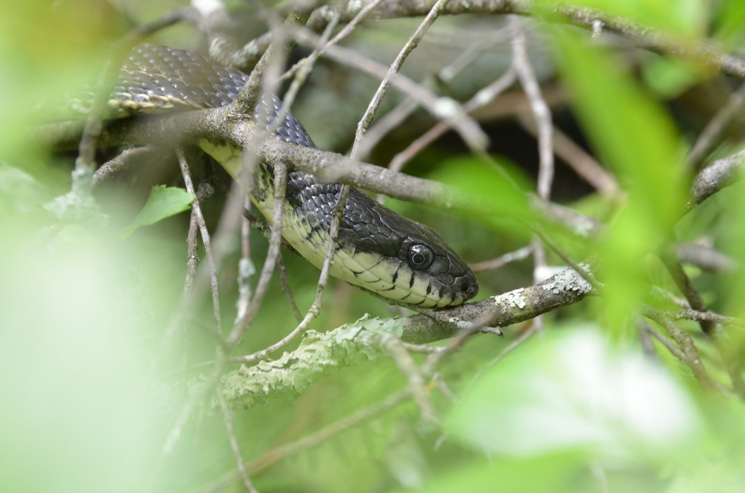 Gentle giants of Charleston Lake: protecting our Gray Ratsnakes