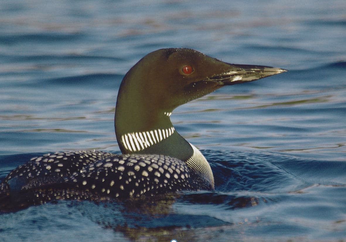 Loons are like campers — they love their park!