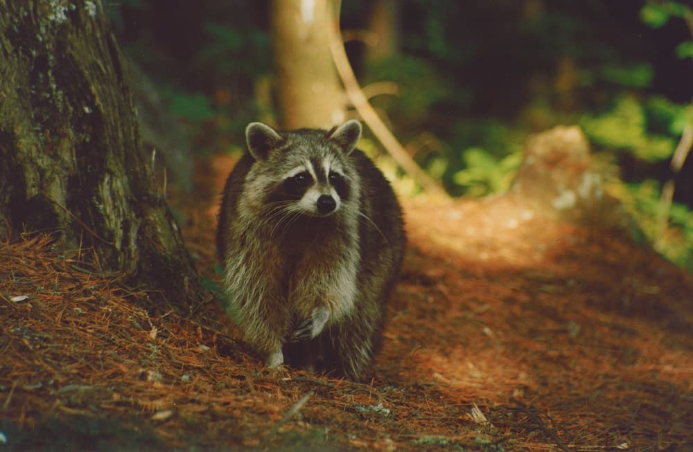 What types of wildlife might I see at Ontario Parks?