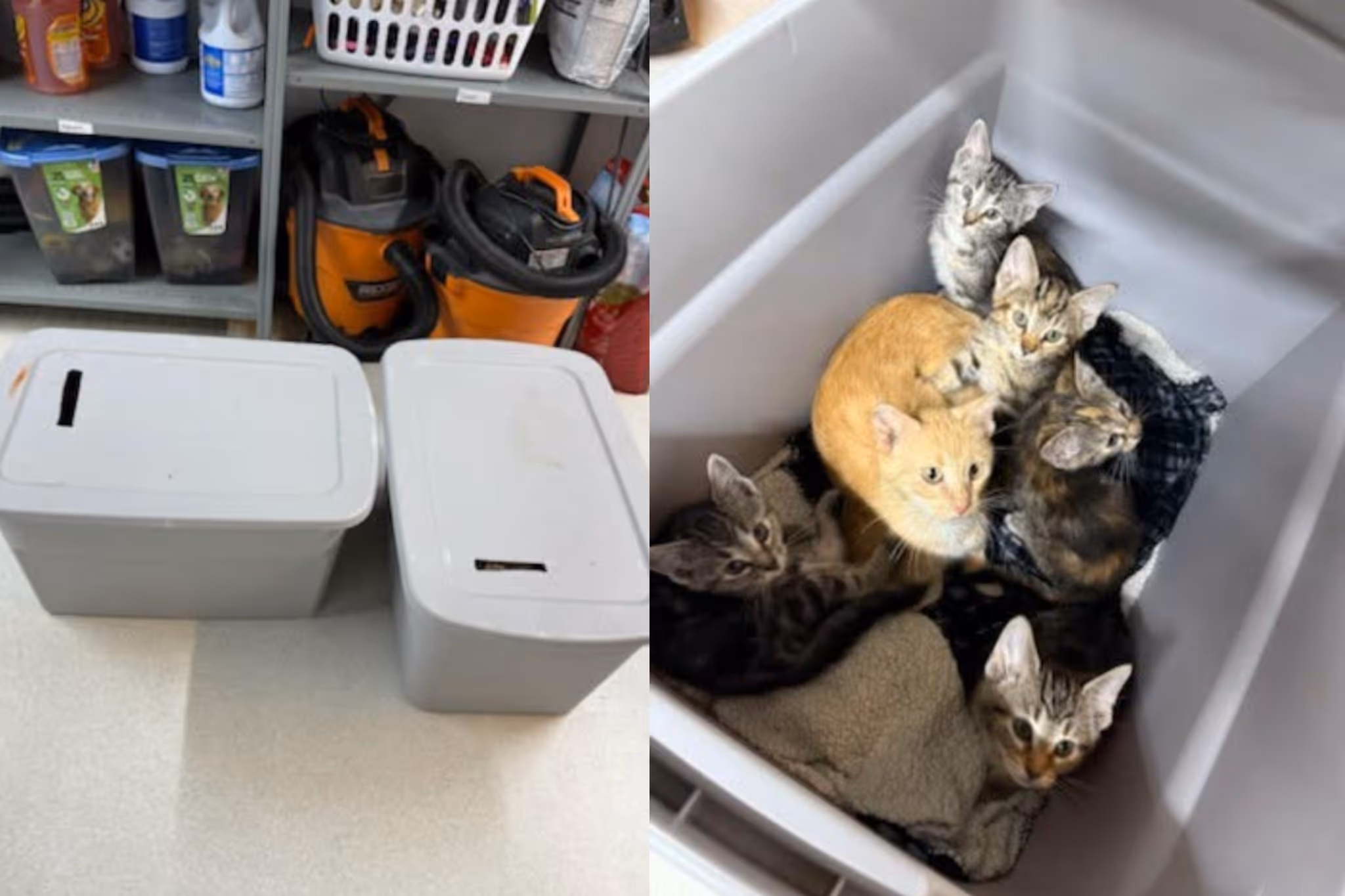 21 cats abandoned in plastic containers at Alberta animal shelter