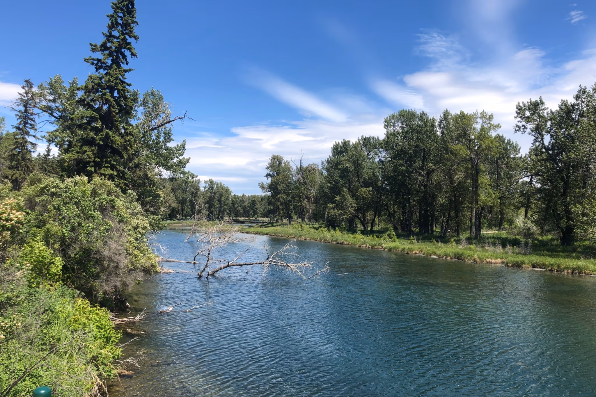 The notable history behind one of Calgary's best wildlife viewing spots