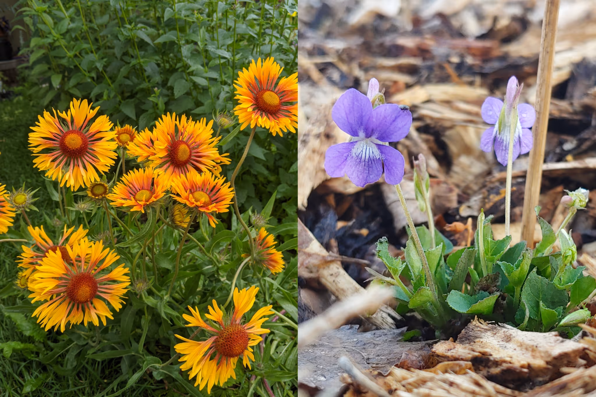 8 plant species native to Edmonton you can grow in your garden