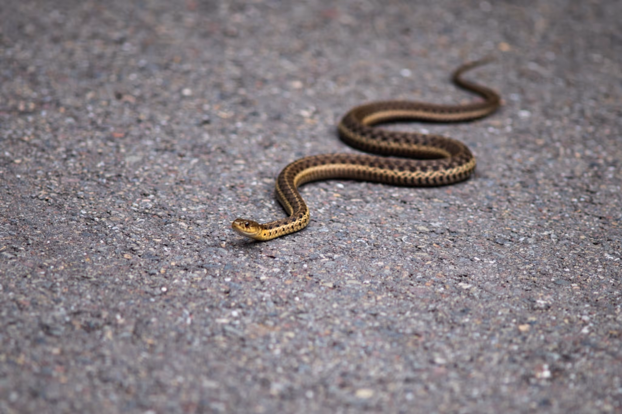 Motorists east of Edmonton are being told to look out for snakes