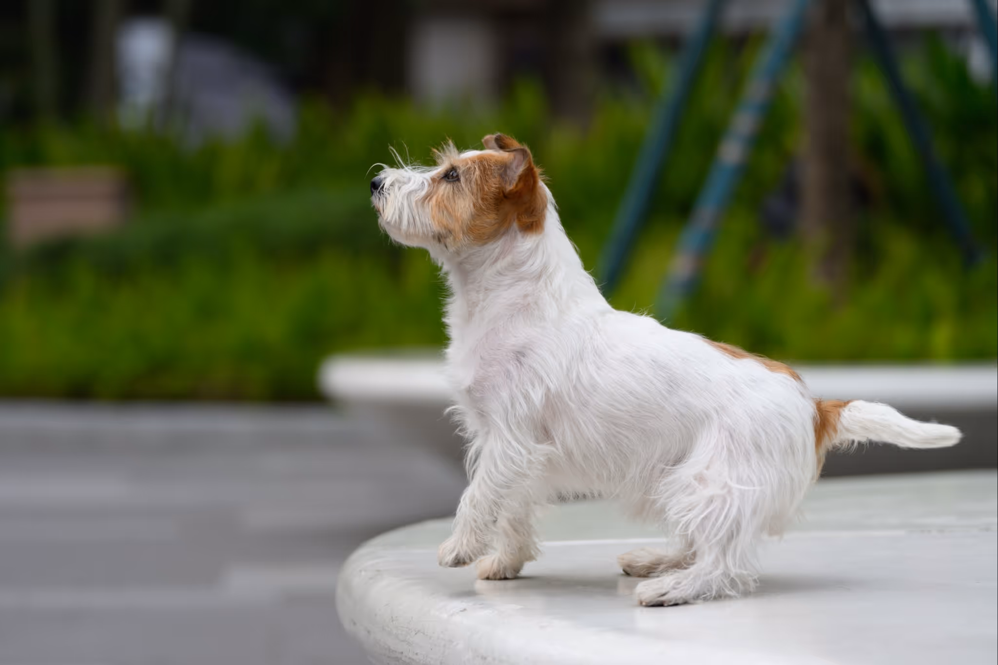 'It’s not my dog that’s going to get killed': Pet owners face off in B.C. legal fight