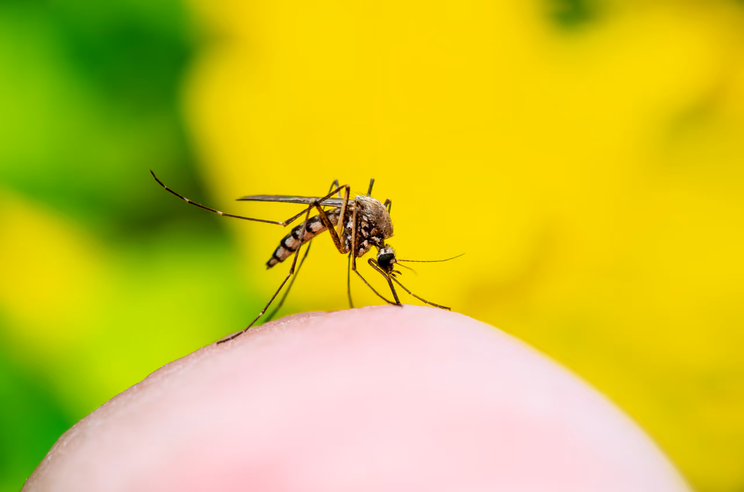 Why B.C. might see more mosquitoes in the years to come