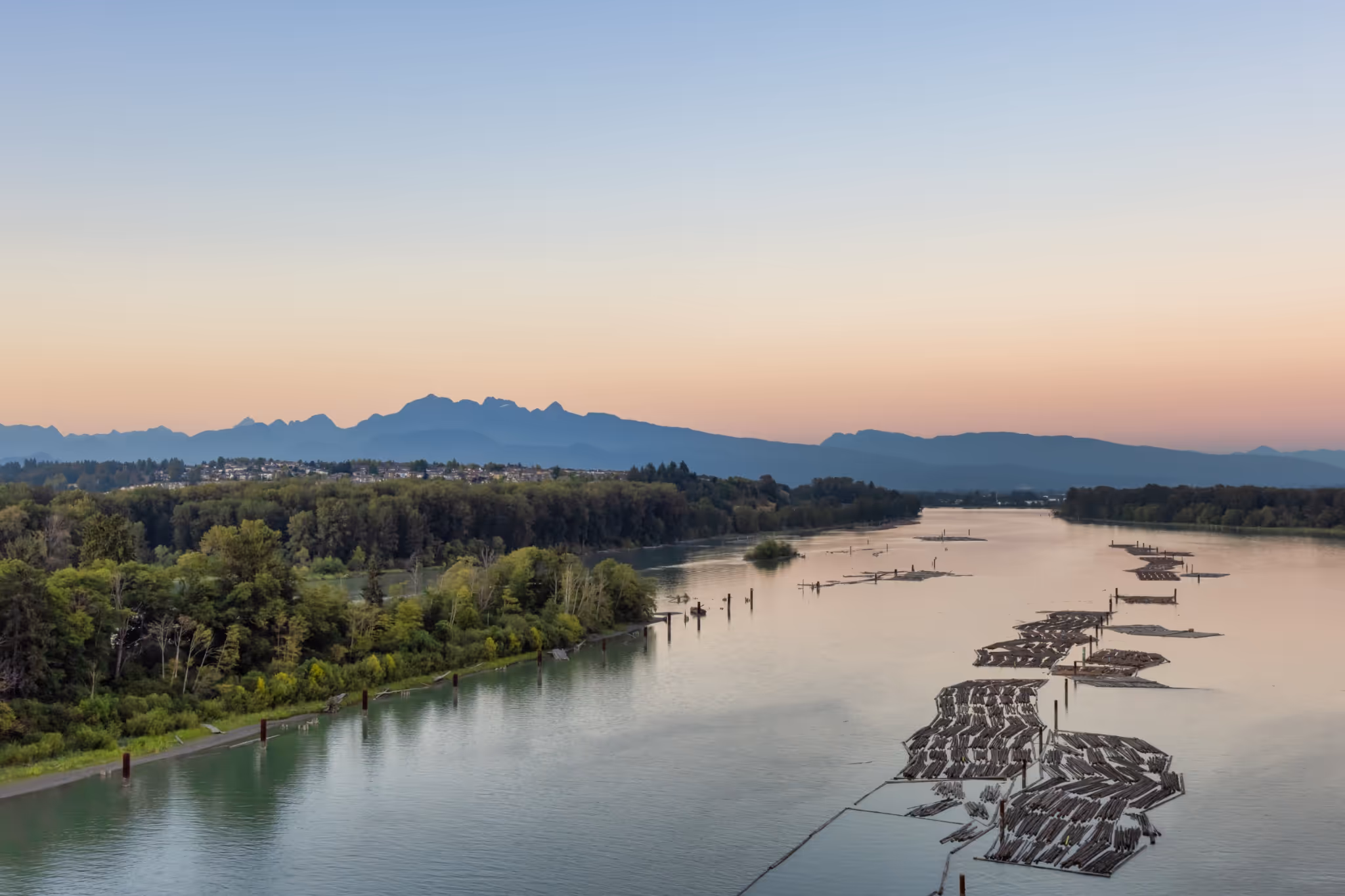 Some of B.C.'s salmon are swimming in a 'chemical soup' that includes cocaine