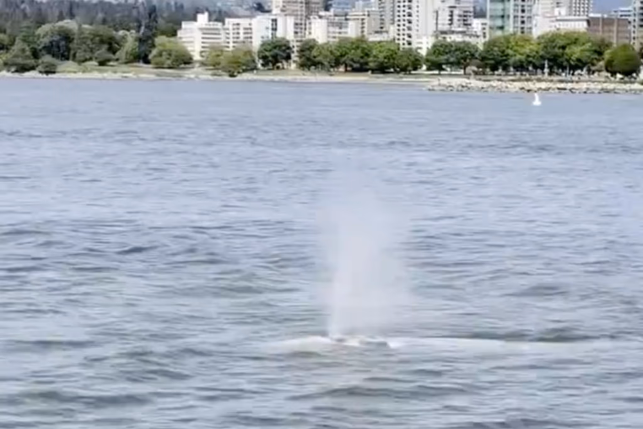 Another whale was spotted near a popular Vancouver park but it's not necessarily a good thing