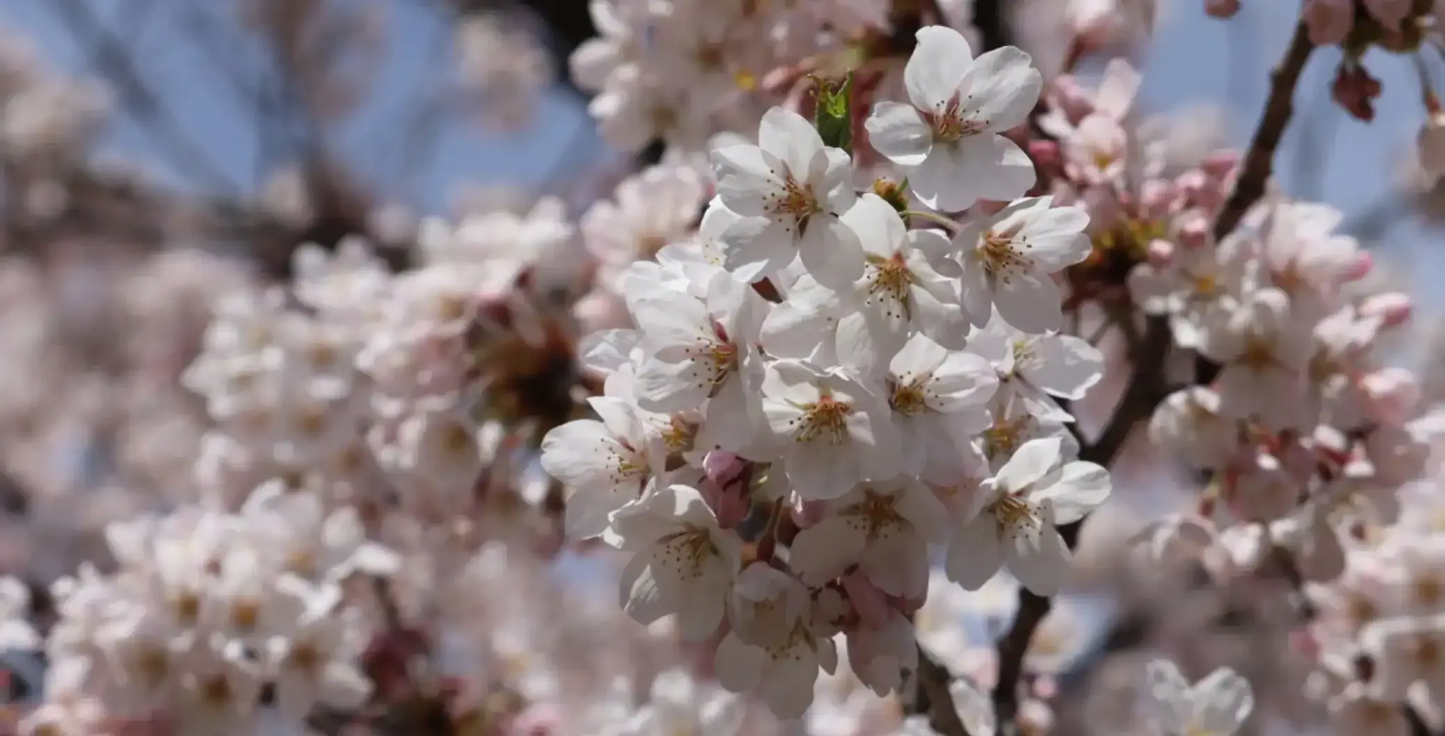 ‘Trees are living beings,’ Experts encourage cherry blossom etiquette as Toronto expects full bloom this weekend