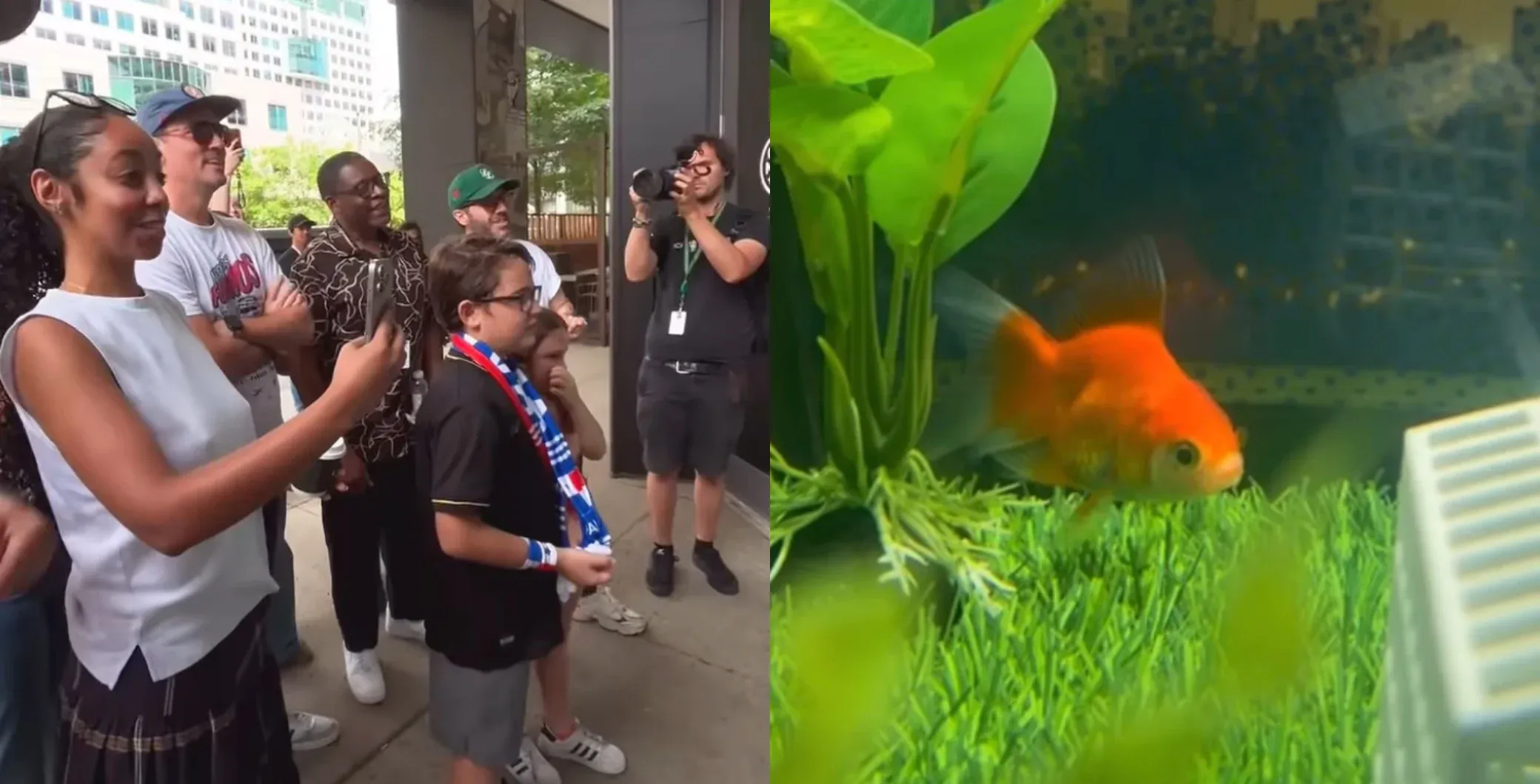 This fish in Toronto can predict the outcome of every FIFA game – most of the time