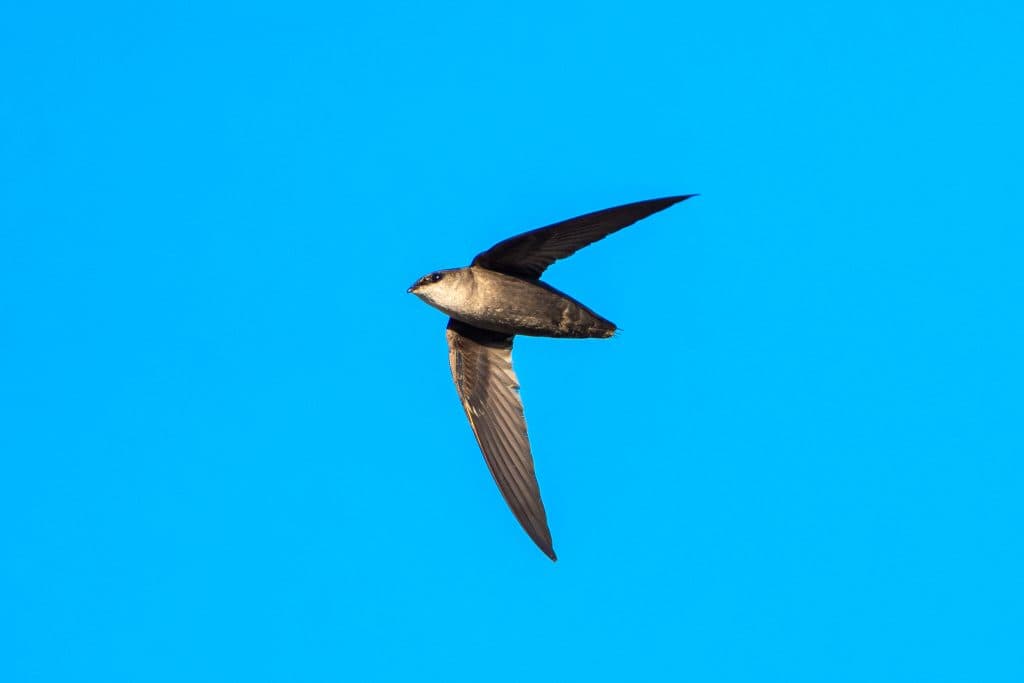 Ontario ministry experts raised concerns about at-risk species law changes, emails show