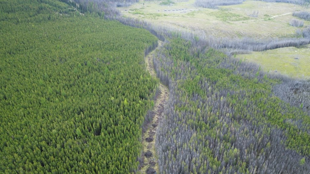 Osoyoos Indian Band plans to restore wildfire-ravaged forests with native plant species